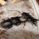 (주)애사랑 이미지