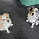 불리빌로우코리아센터 이미지