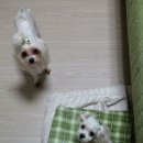 세나미용 네이버블로그