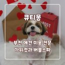 유지네 애견미용샵 | 부천 애견미용 큐티몽 전후 비교 솔직 후기(라티의 변신!)
