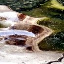 시장식육불고기 이미지