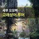 큰고래 | 세부 고래상어 투어 후기 가격 예약 방법까지 총정리