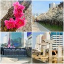 매실향기 | 하동 매실거리 &amp; 청계천 걷기