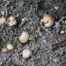 황토버섯 이미지