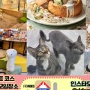 댕댕냥냥 이미지