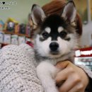 내품에동물병원 이미지