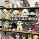 구리 원데이클래스] 초보도 가능한 양모펠트 반려동물 액자 만들기 &lt;펫로스심리상담센터 프래들&gt; 방문 후기