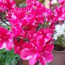 아젤리아 이미지