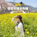 지에스25신가진만점 | 강원도 꽃축제 삼척 여행지 맹방유채꽃 축제 포토존 꼬마기차