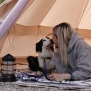 퍼펙트독 이미지