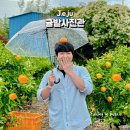 안덕면 서광서리 복지회관 | 제주 가족사진 귤밭사진관 상큼한 커플스냅 찍고 온 후기