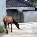 말코농장 동아일보