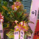 나영이의힐링샵 이미지