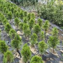 에메랄드그린 이미지