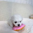 나는강아지 이미지