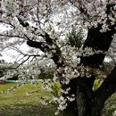 학다리중앙초등학교 병설유치원 이미지