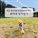 5447 | 포천 애견카페 추천｜서울근교에서 뛰어놀기 좋은 뽀야네 딩가댕가 애카 후기