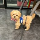 하이클래스 | 3개월 아기 강아지 첫 미용 캣펀에서 성공적으로 마쳤어요.