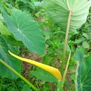 장미관문 이미지