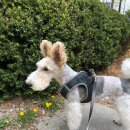 봄날의 댕댕이 이미지