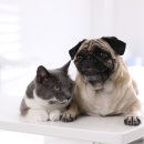 안양김준동물병원 이미지