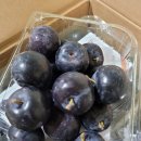 도도바이오 이미지