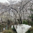 1-9호공원 | 대전 벚꽃 구경:) 벚꽃 명소 테미공원, 그리고 테미오래