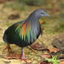 The amazing Nicobar pigeon....🌺🍁🍂🌺 이미지