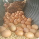 이화농장 이미지