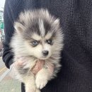 오독안심분양센터 강아지분양 고양이분양 시흥점 이미지