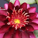 거의 검은색 내한성 수련(Almost Black Hardy Water Lily) 이미지