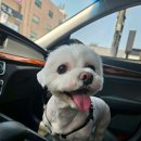 콧대높은 개 이미지