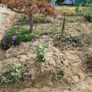 소나무부분정비 이미지