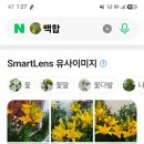 번영약초
