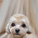 새침하개멍 이미지