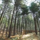 숲속캠핑장 이미지