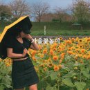 신안자동차공업사 | 광양불고기 내돈내산 맛집 매실한우 광양서천 가을 꽃놀이 명소 꽃무릇 해바라기 코스모스