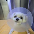 동물병원 왓슨 이미지