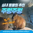 주렁주렁 | 비 오는 날 갈만한 곳 실내 동물원 주렁주렁 하남 카피바라 후기