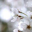 꽃향기 - 거제시 | 꽃향기