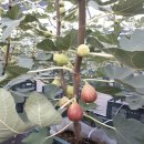 남악농장 이미지