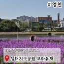 금호강영천 | 대구근교드라이브코스 영천 생태지구공원 보라유채 가족여행 추천