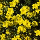 리눔(LINUM)