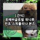 민트위니 | [간식] 비건 저알러지 강아지 간식 쿠키 추천 / 포에버글로벌 위니루 민초 스피룰리나 본즈