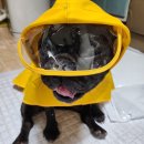 [<b>유앤</b><b>펫</b>] 비올때 꼭 필요한 강아지 비옷