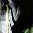 남강민물장어 이미지