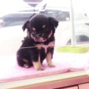 헬로펫 여수 이미지