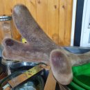 양지단비사슴농장 이미지