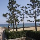 쏠피치 Daum카페