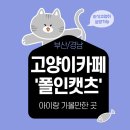 폴인캣츠 | 비오는 날 아이랑 가볼만한 곳 &#39;폴인캣츠&#39; 추천